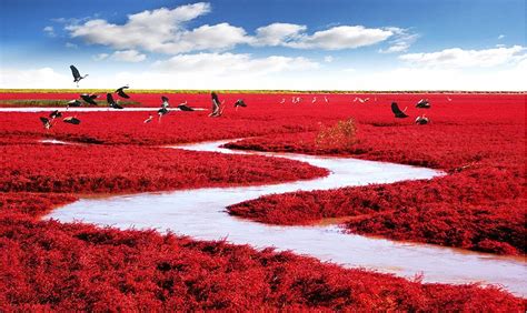 Red Beach – En mystisk och färgstark naturupplevelse i Panjin!